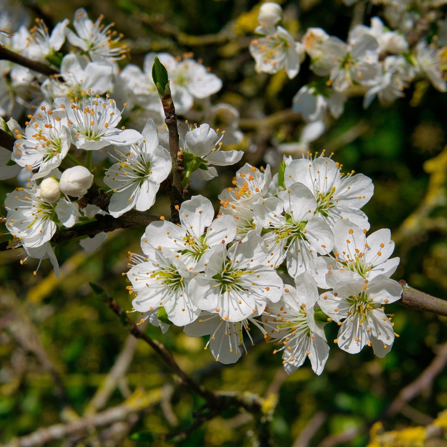Cambridge Gage blossom