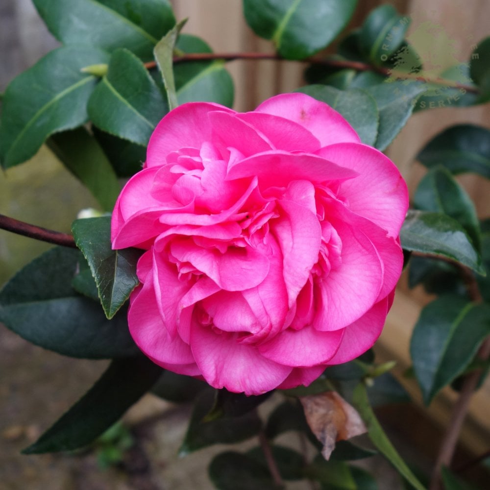 Camellia x williamsii Debbie pink flower
