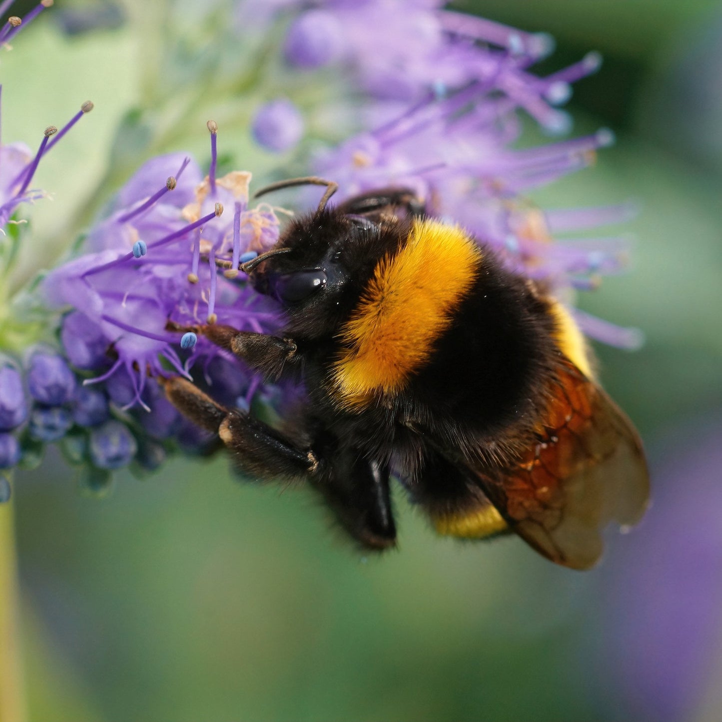 Caryopteris clandonensis 'Hint of Gold' shrub