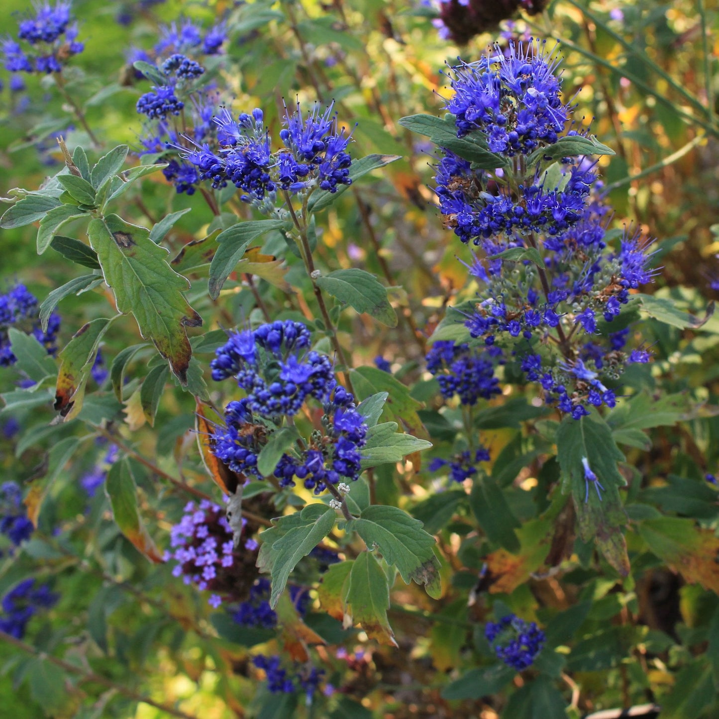Caryopteris Grand-bleu