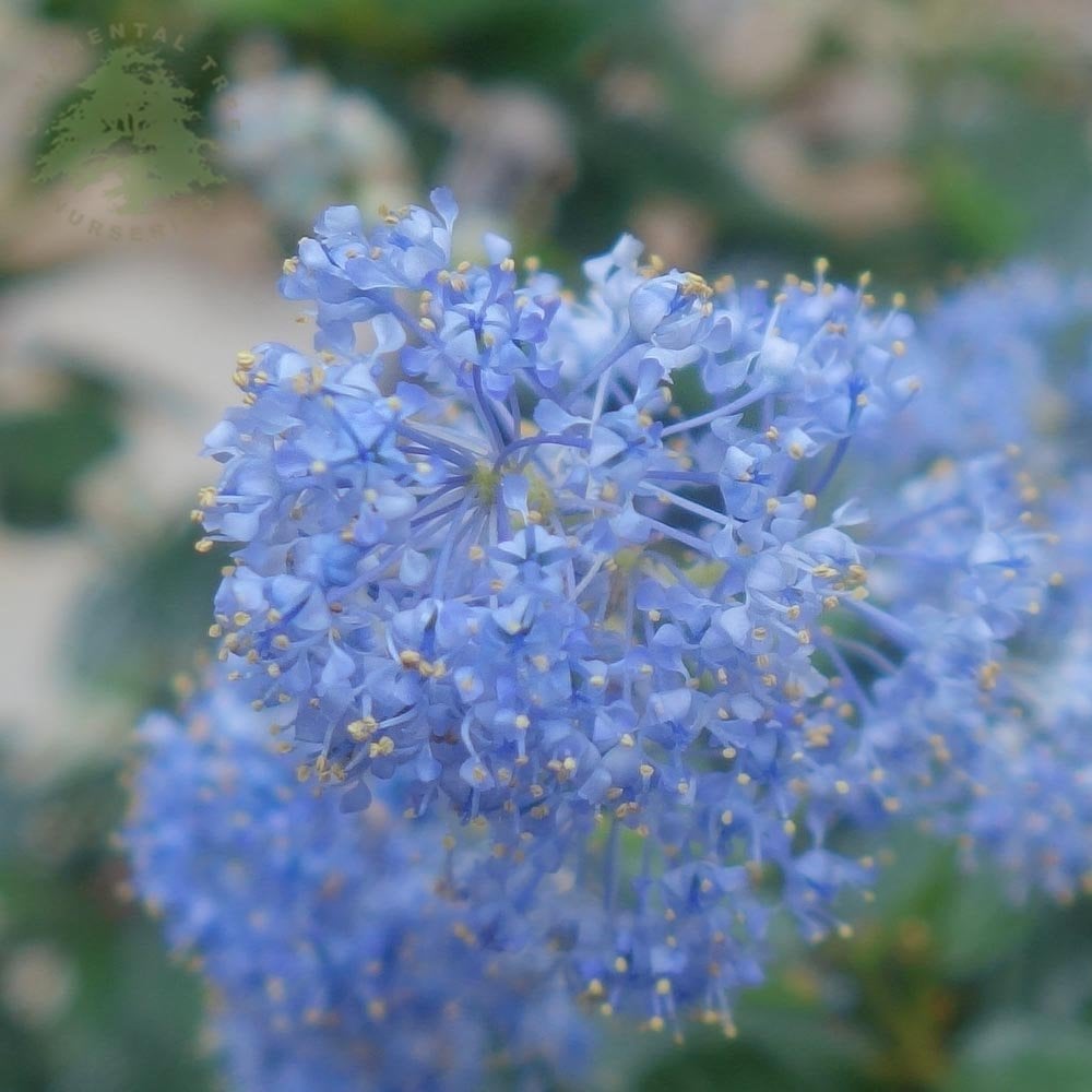 Blue flowers on Ceanothus repens