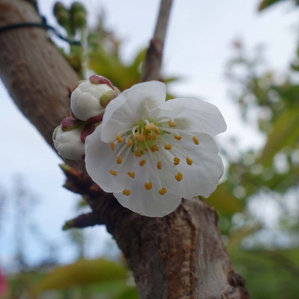 Celeste Cherry tree in flower