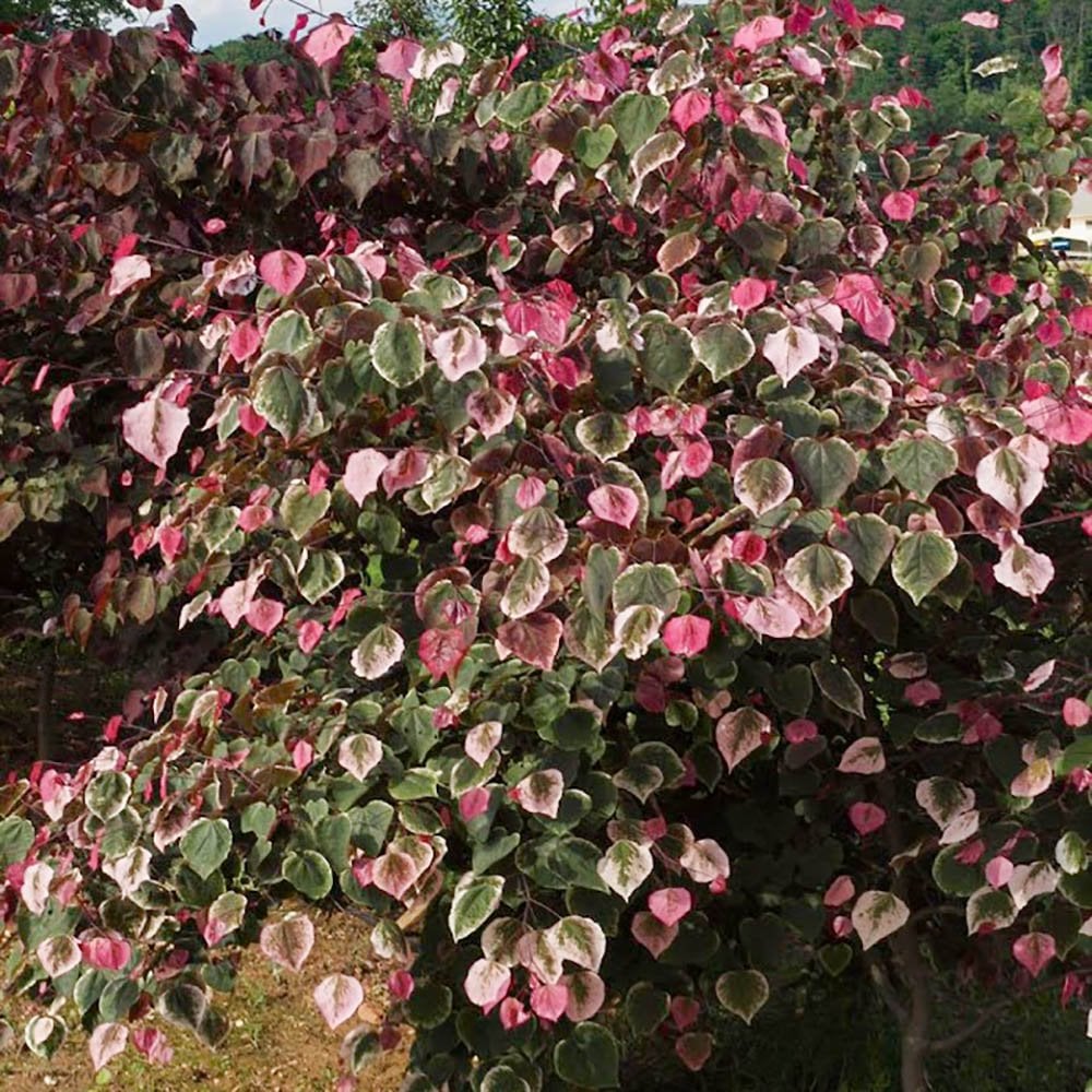Cercis canadensis 'Carolina Sweetheart' variegated leaves