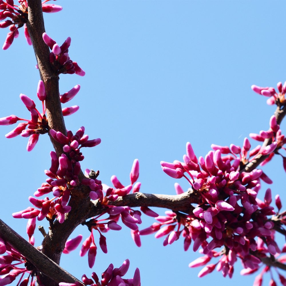 Cercis canadensis 'Cascading Hearts'