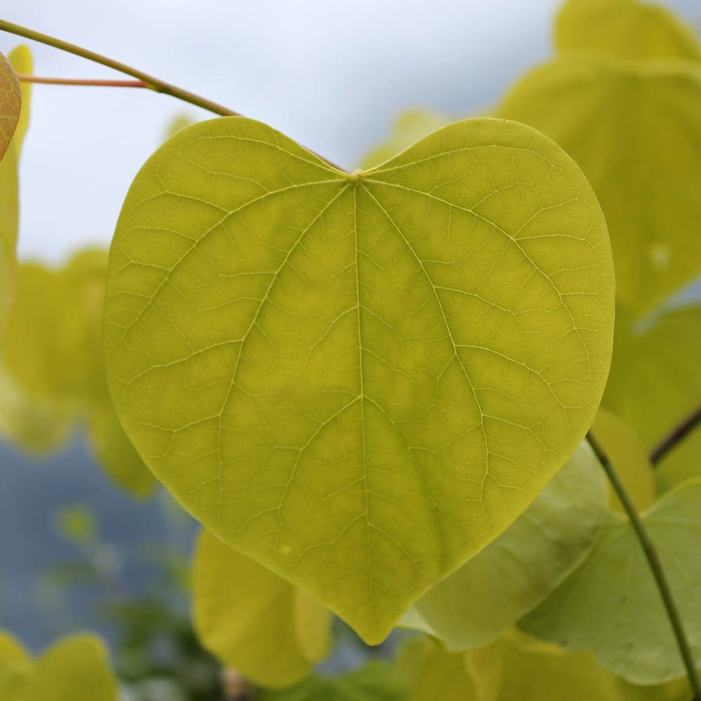 Cercis canadensis 'Hearts of Gold' heart-shaped foliage