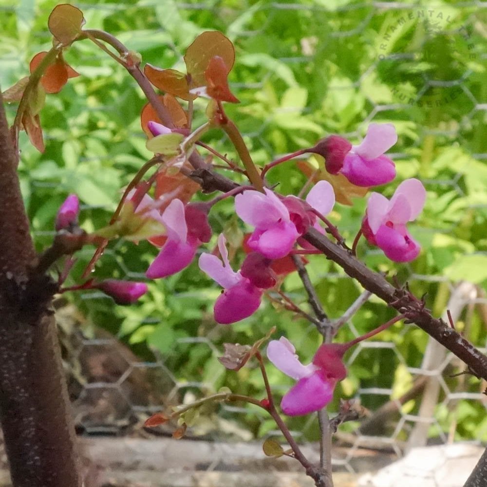 Cercis canadensis 'Merlot' pink flowers
