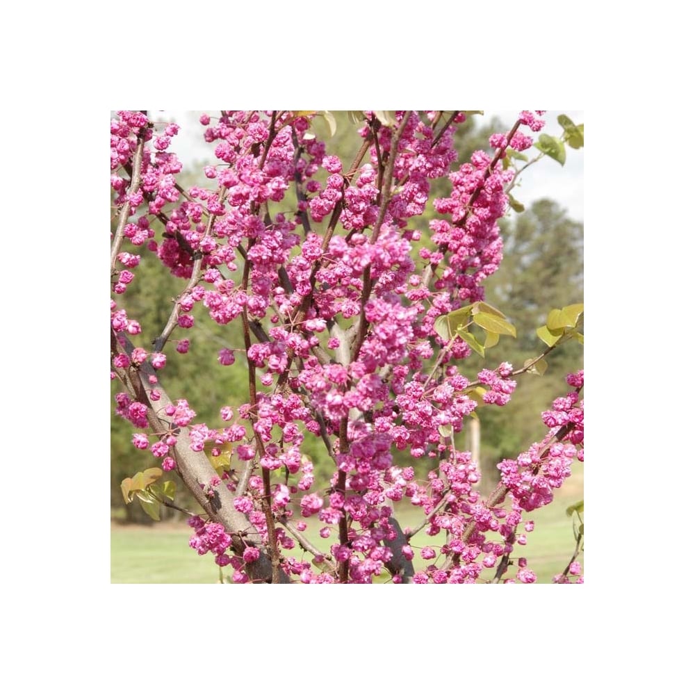 Cercis 'Pink Pom Poms' redbud flowers