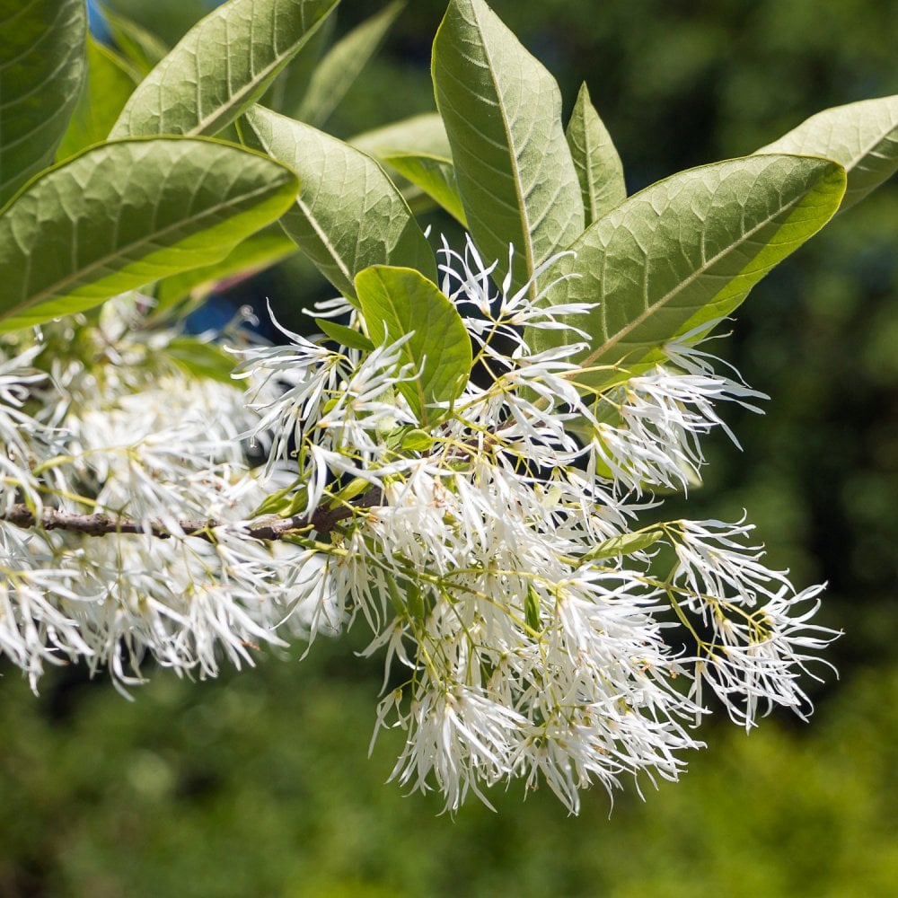 Mature Chionanthus Fringe tree