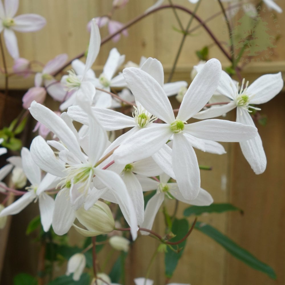 Clematis armandii flowers