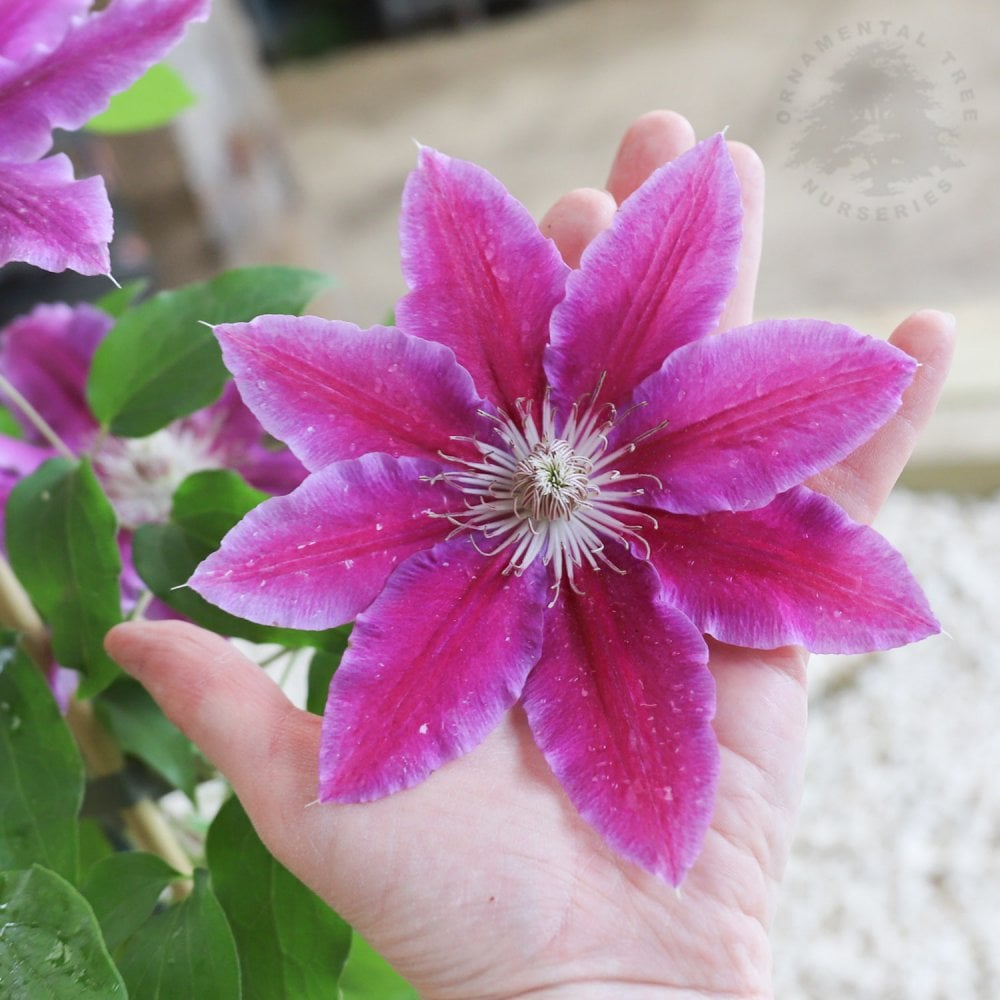 Clematis 'Doctor Ruppel' bright pink flower