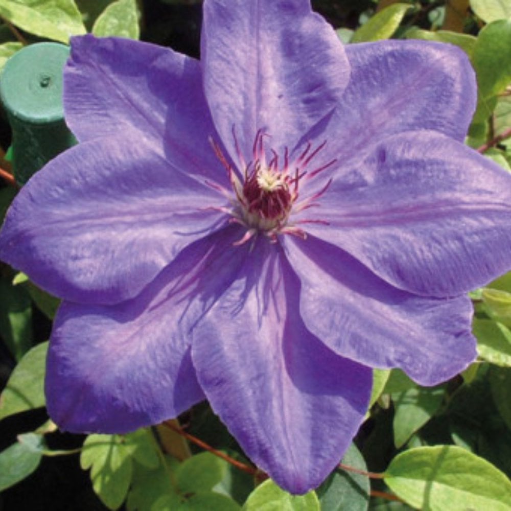 Elsa Spath climbing Clematis purple flower