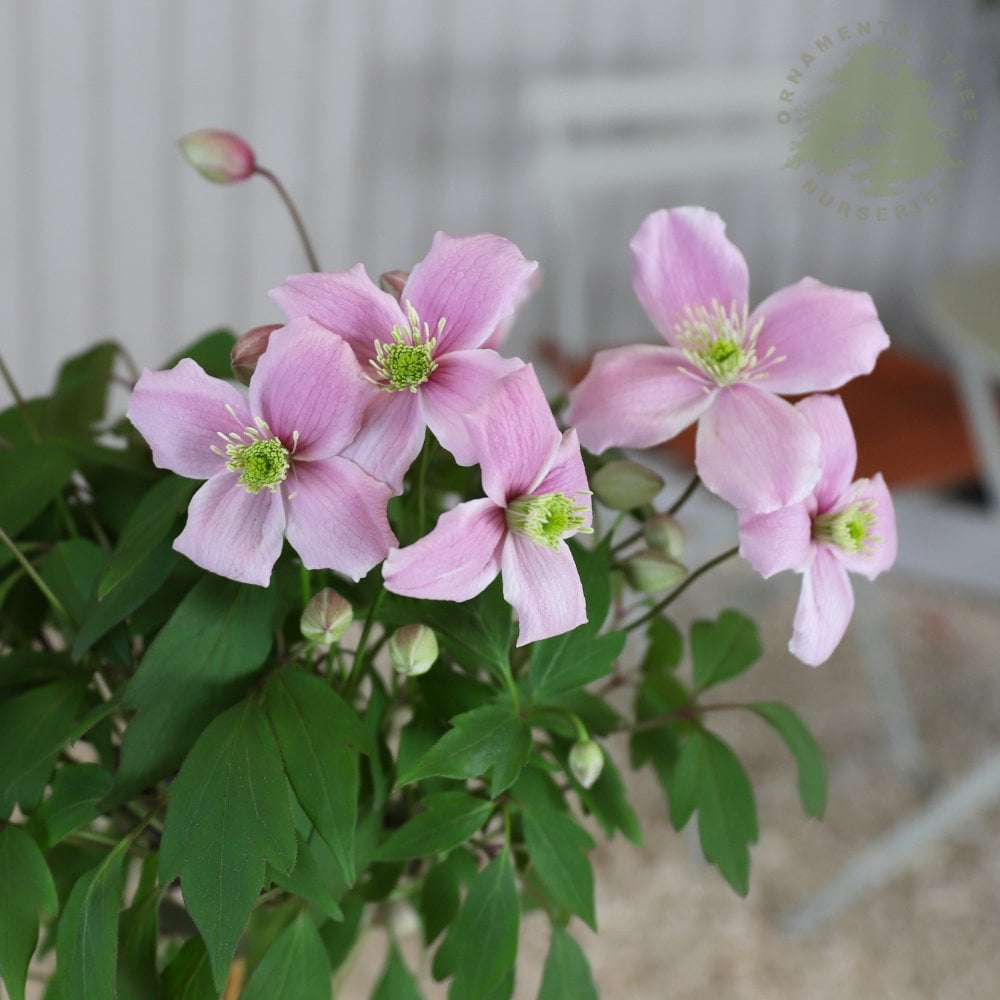Climbing Clematis 'Pink Perfection' pink flowers
