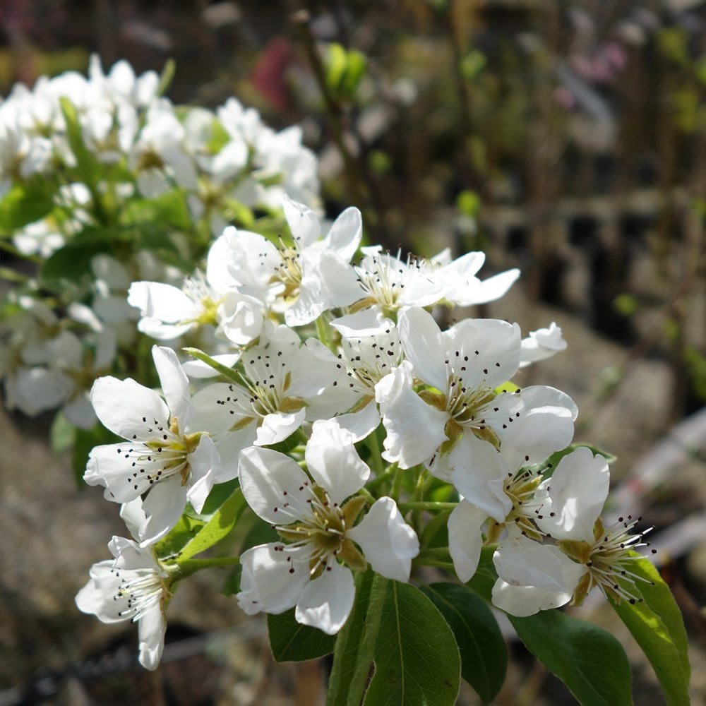 Concorde Pear blossom
