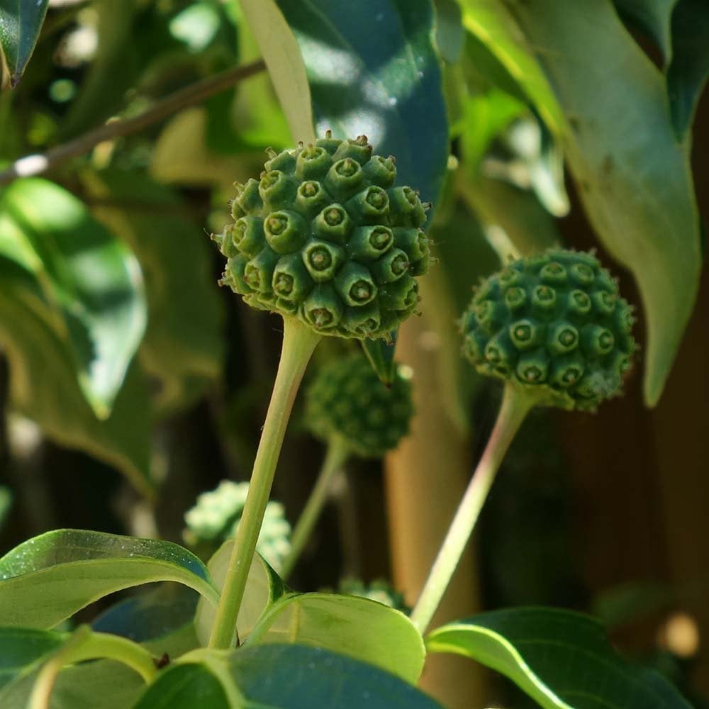 Cornus 'Eddie's White Wonder' fruits