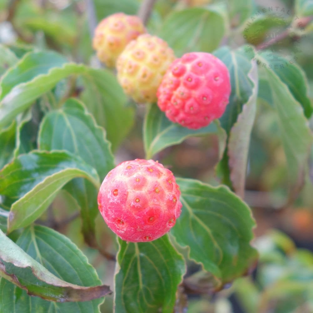 Fruits on Cornus kousa 'Beni-fuji'