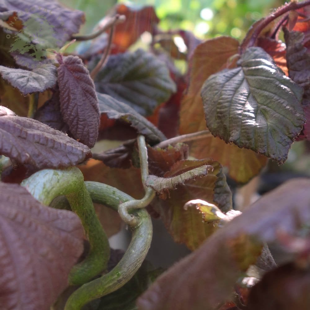 Corylus avellana 'Red Majestic