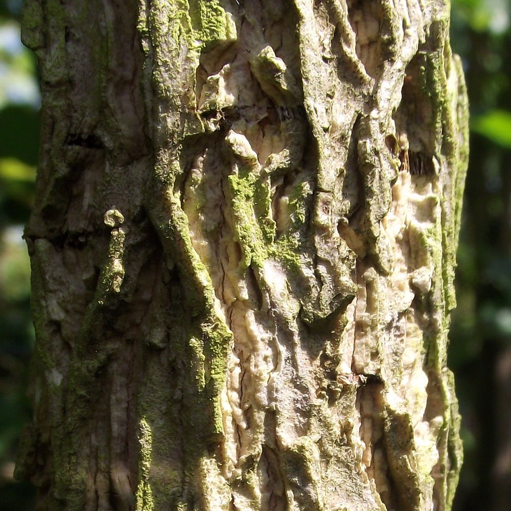 Turkish Hazel tree bark