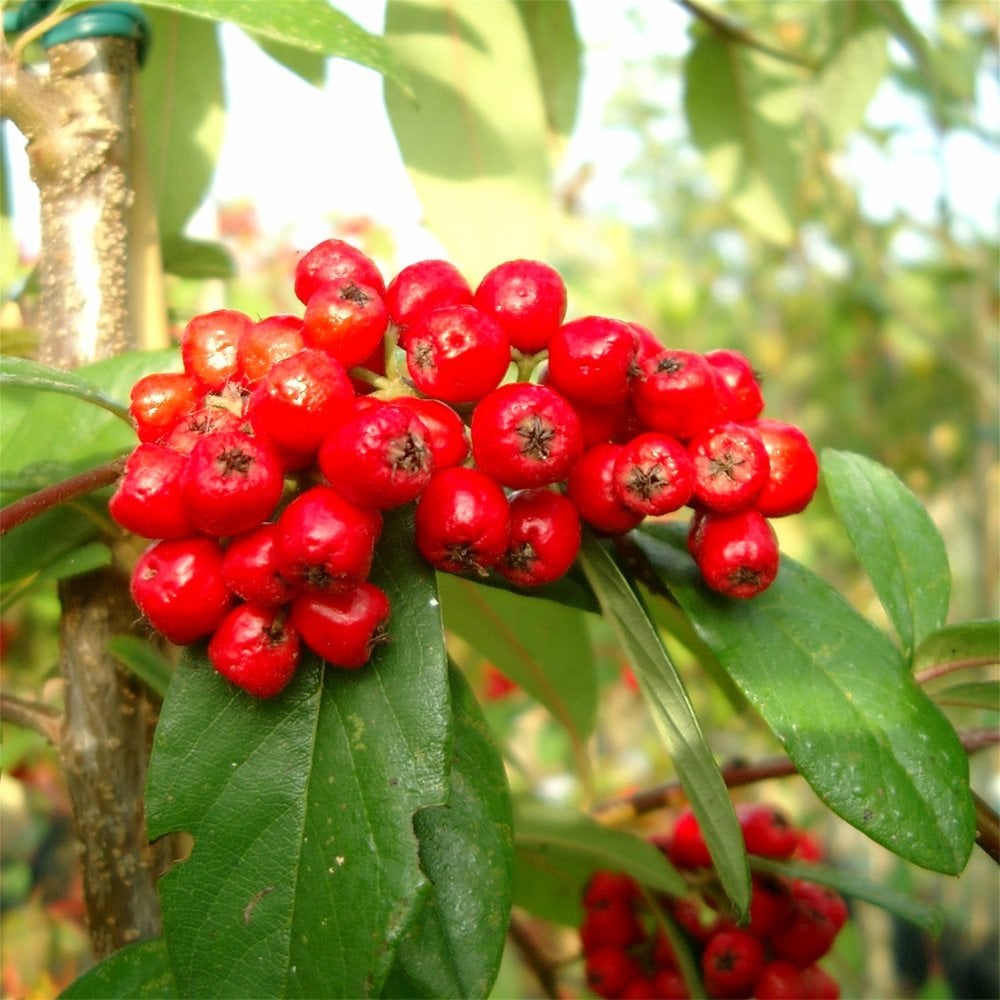 Cotoneaster frigidus 'Cornubia'