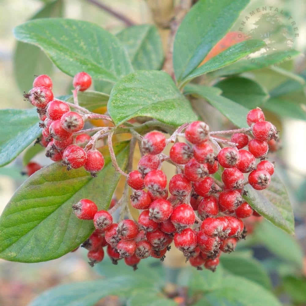 Cotoneaster Lacteus with red berries on