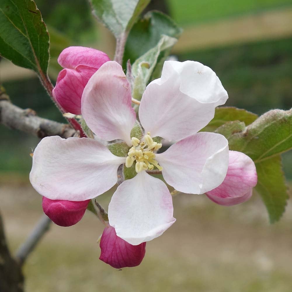 Blossom on Cox Self Fertile Apple tree