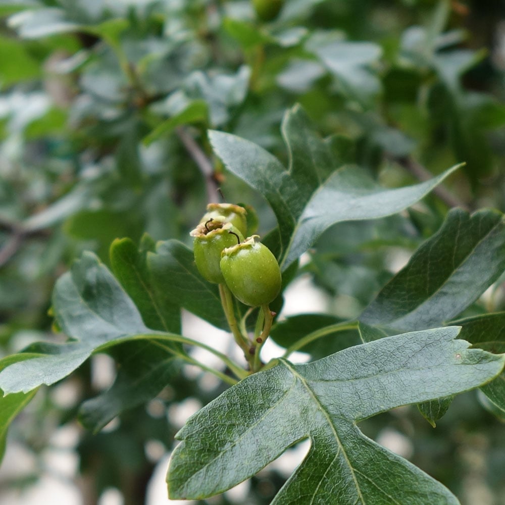 Berry on Crataegus laevigata 'Crimson Cloud'