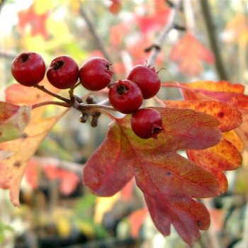 Crataegus 'Plena' Hawthorn berries
