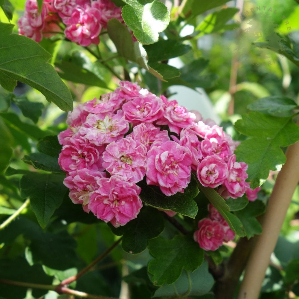Crataegus 'Rosea Flore Pleno' pink double Hawthorn flowers