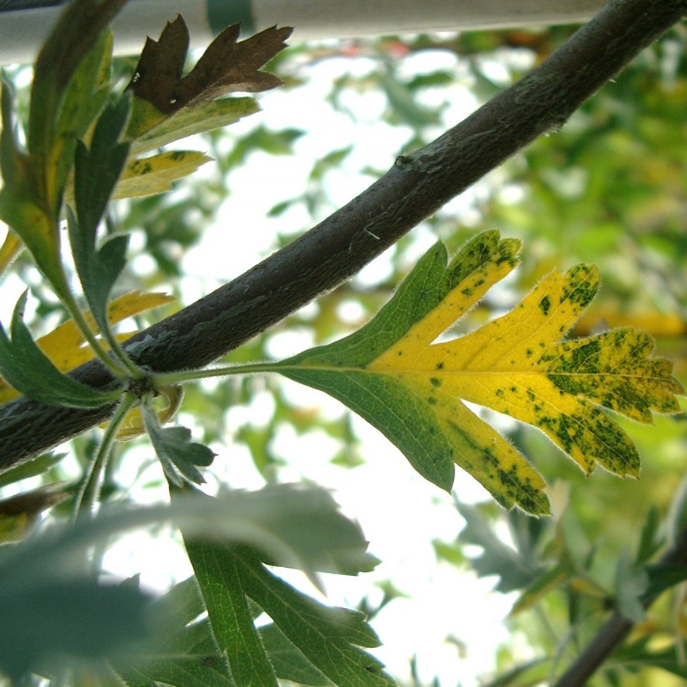 Crataegus orientalis Tree
