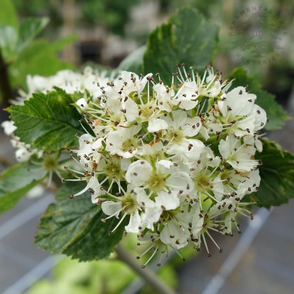 Crataegus persimilis 'Prunifolia' Cockspur Thorn flowers