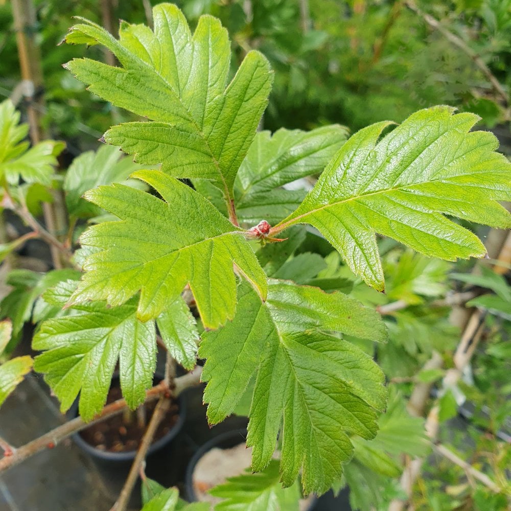 Crataegus viridis Winter King foliage
