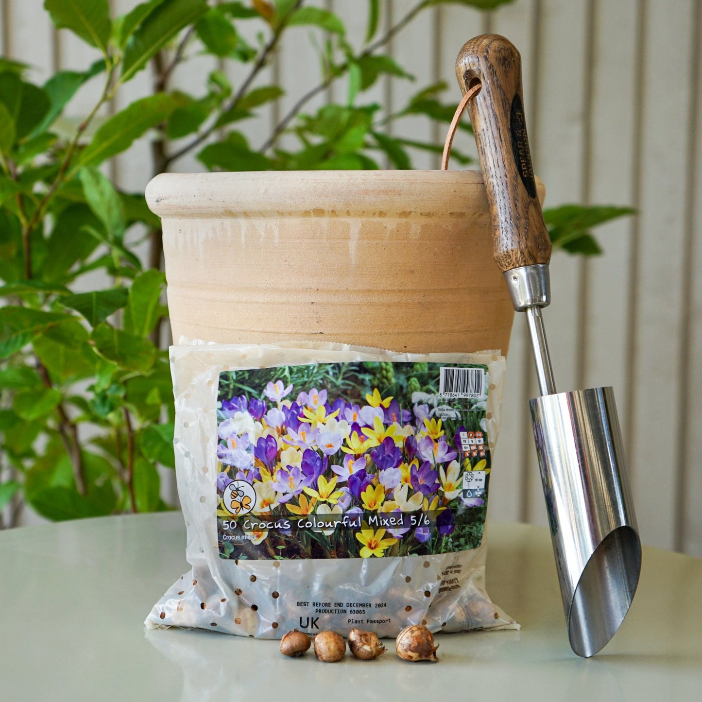 Crocus-colourful-bulbs pack