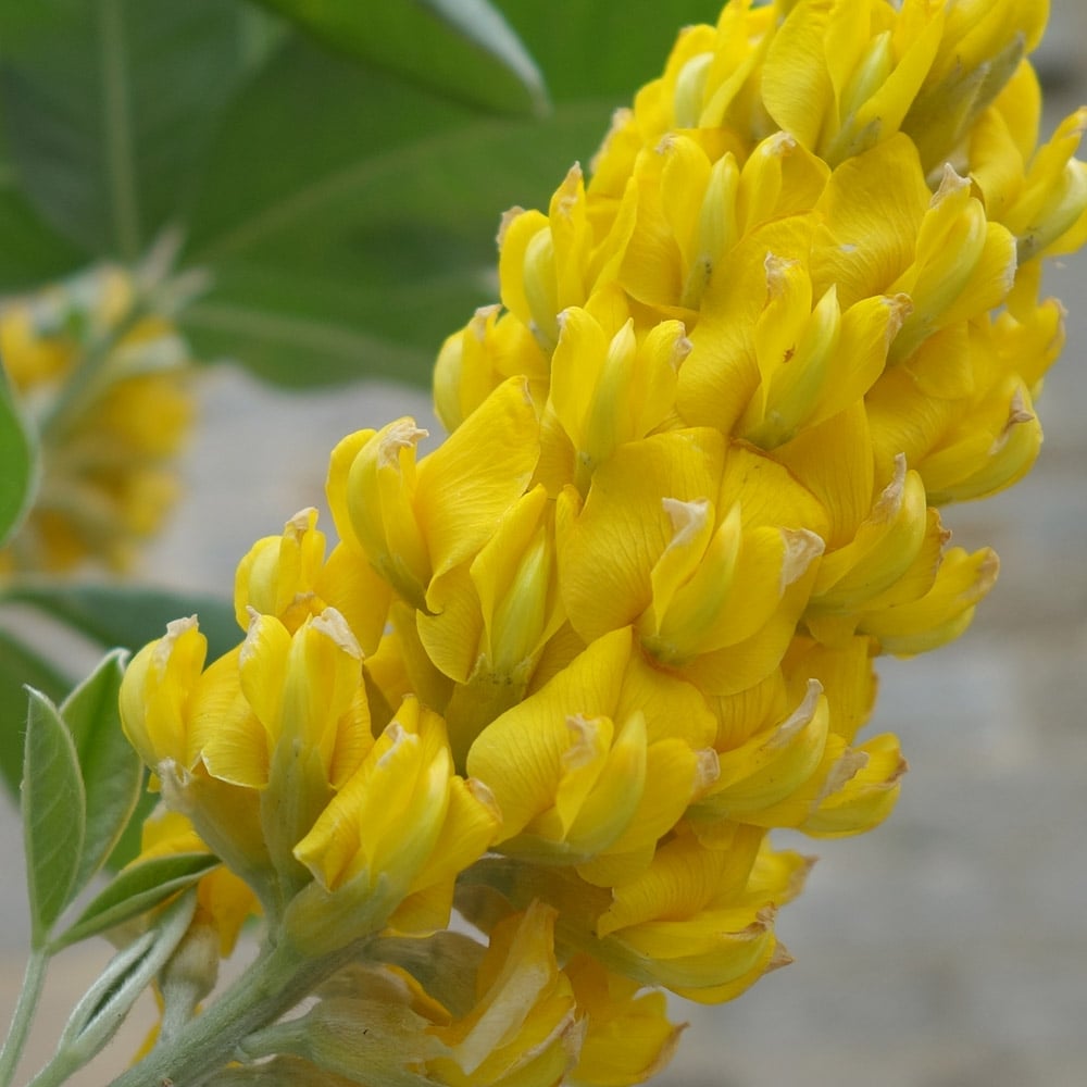 Yellow flowers on Pineapple Broom tree