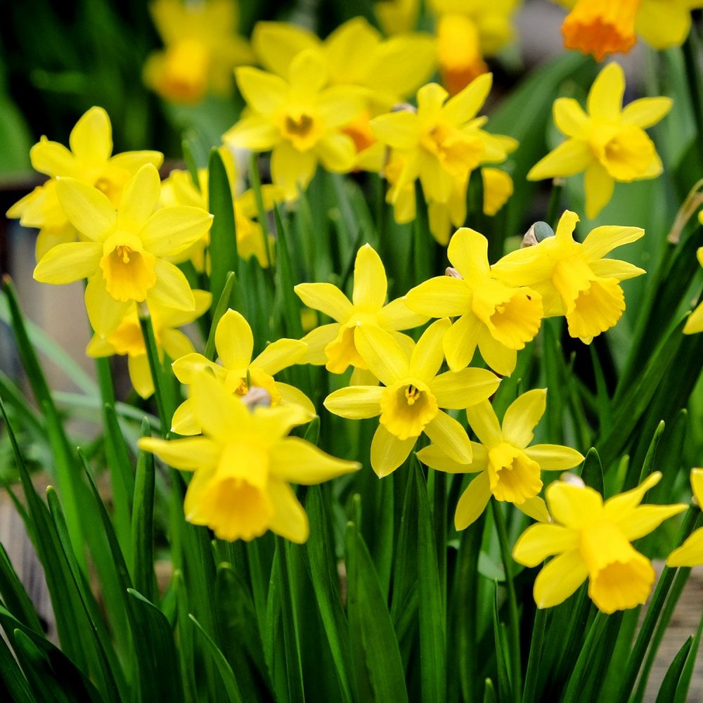 Daffodil tete-a-tete flowers