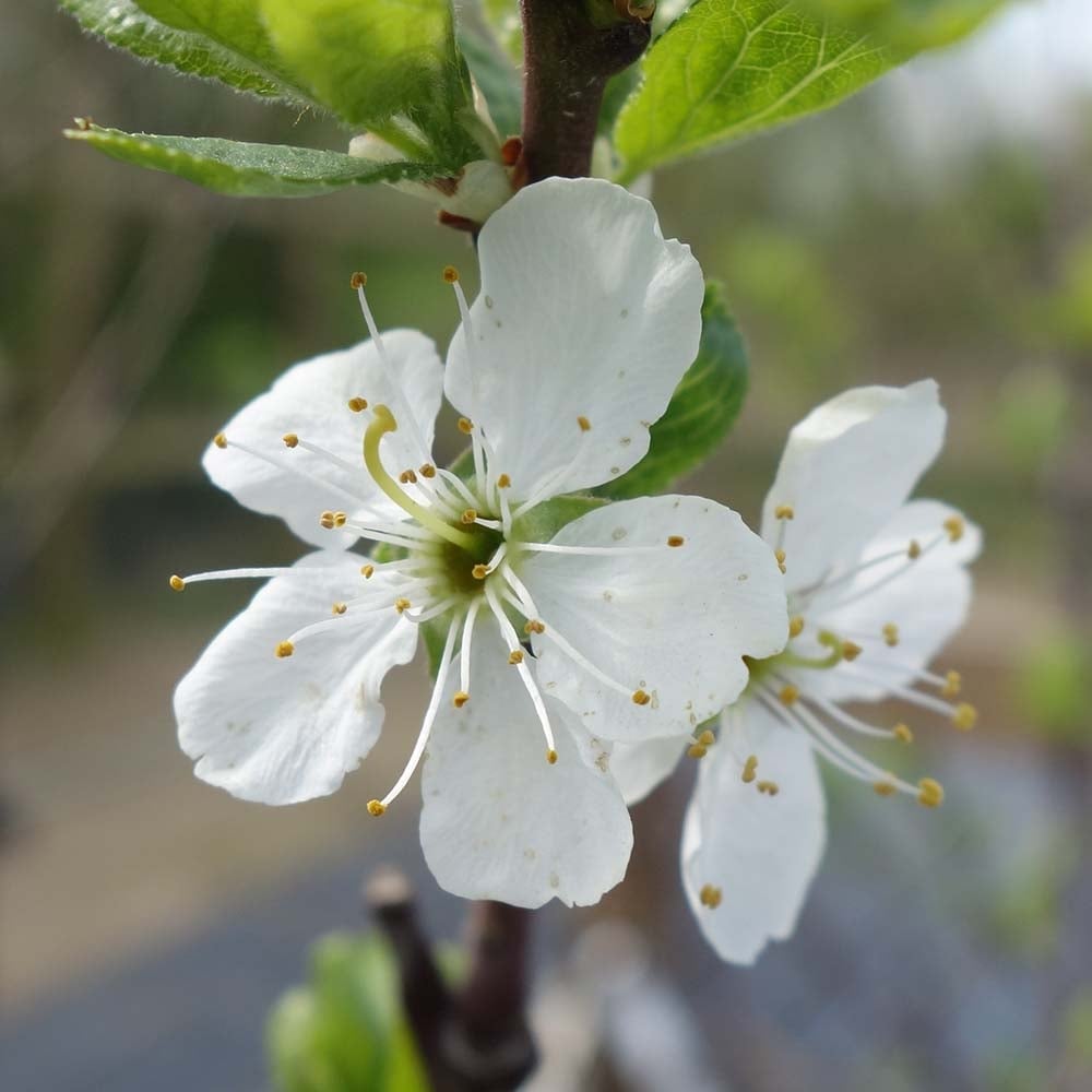 Dennistons Superb blossom