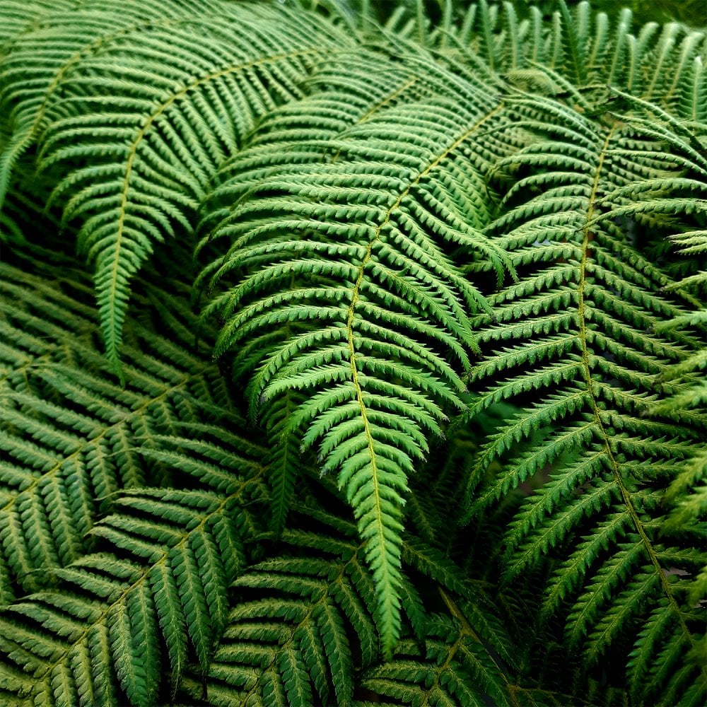 Dicksonia antarctica Tree Fern