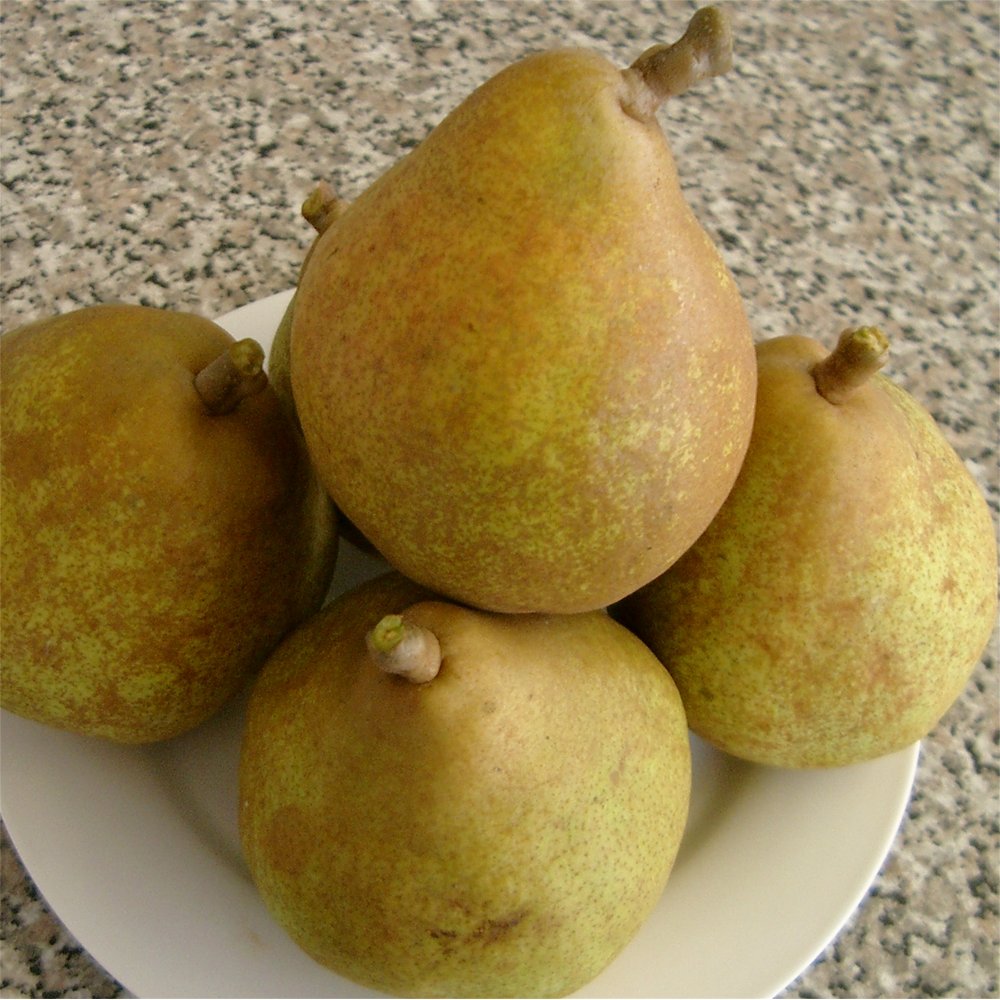 Doyenne Du Comice Pear fruits