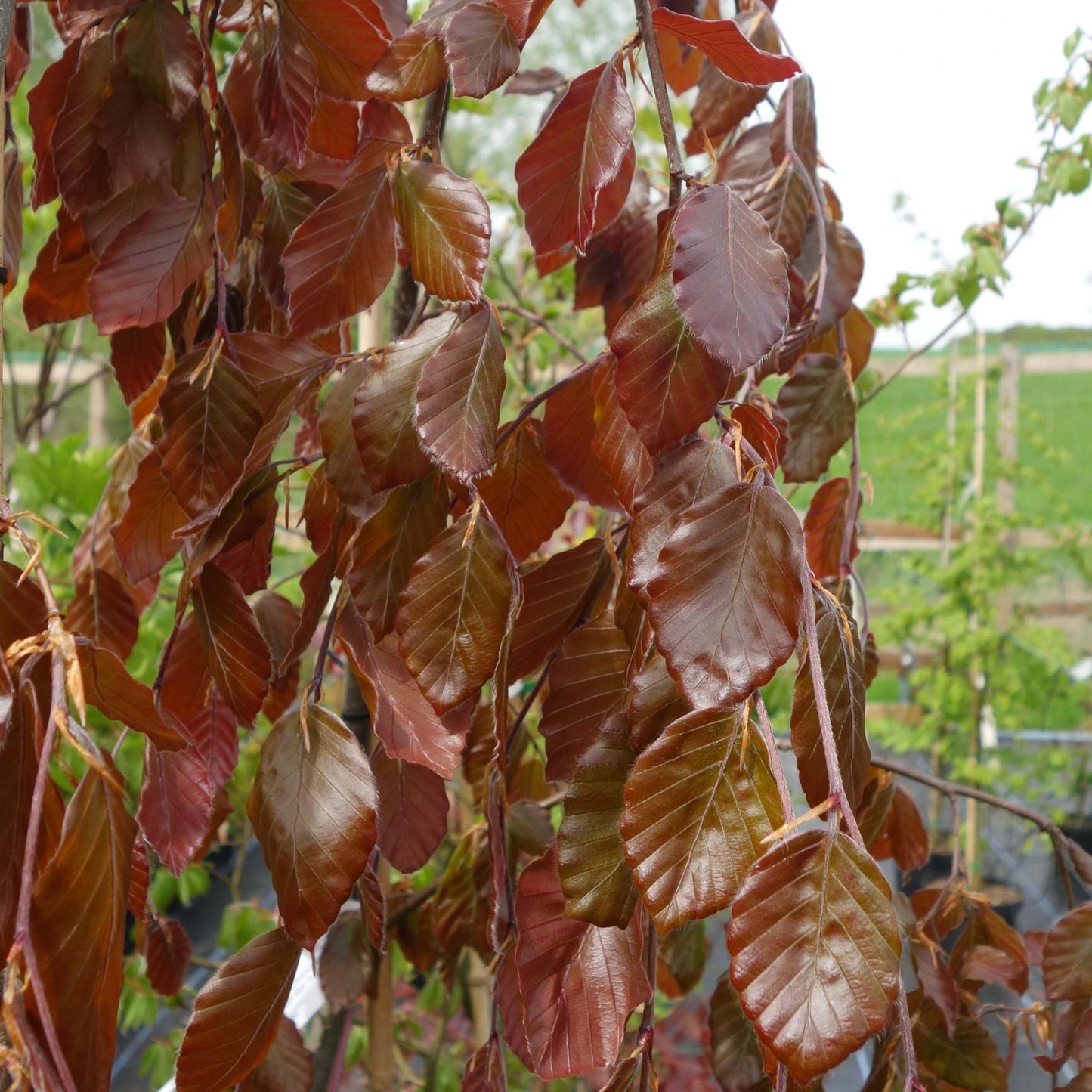 Autumn foliage on Fagus sylvatica 'Purple Fountain' Beech tree