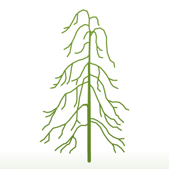 Weeping Beech tree silhouette