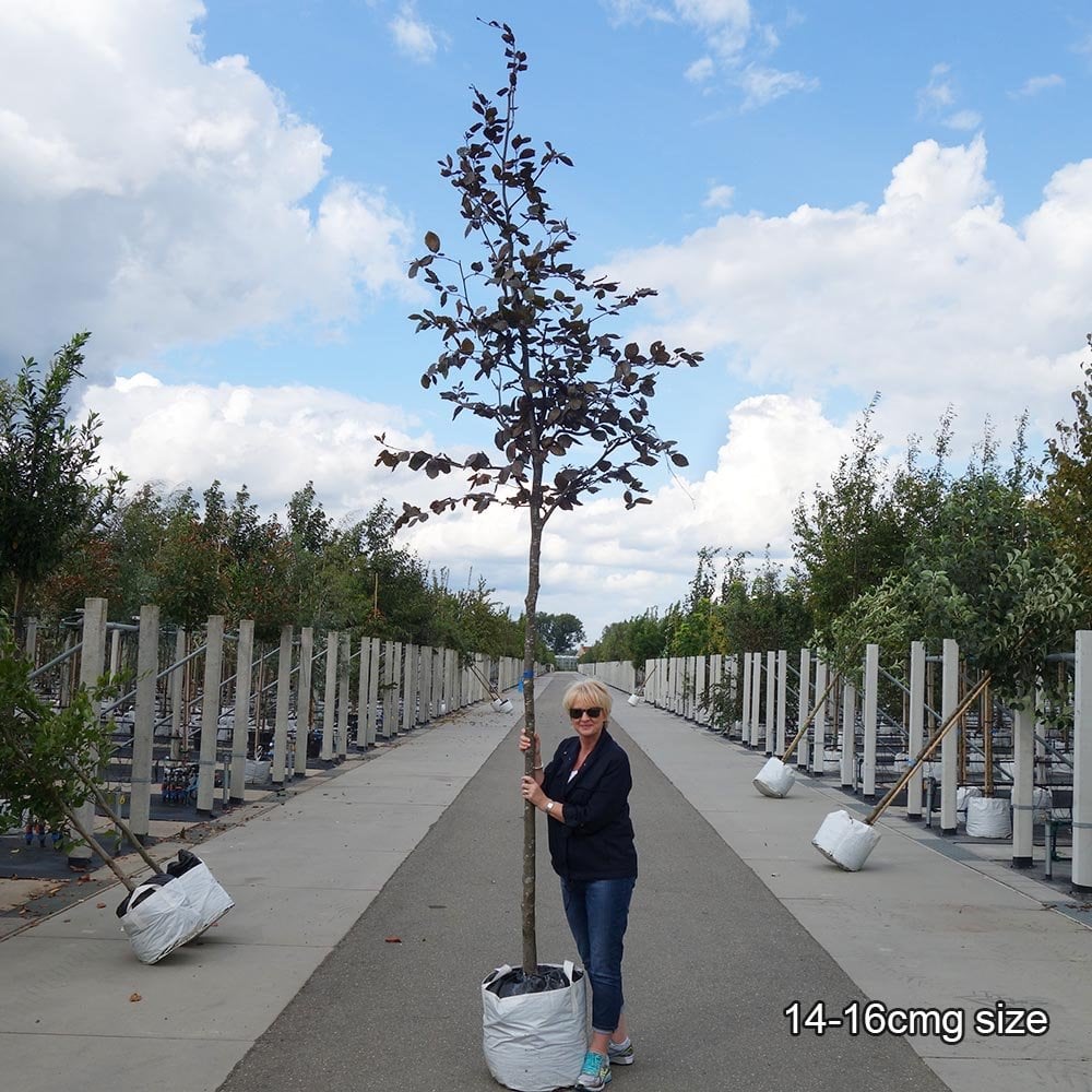 Purple Beech 'Riversii' 'Rivers Purple' mature tree