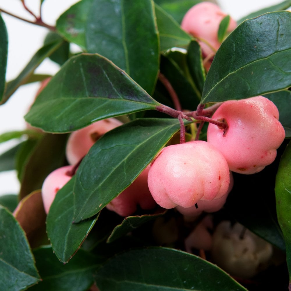 Gaultheria 'Pink Pearl' shrub