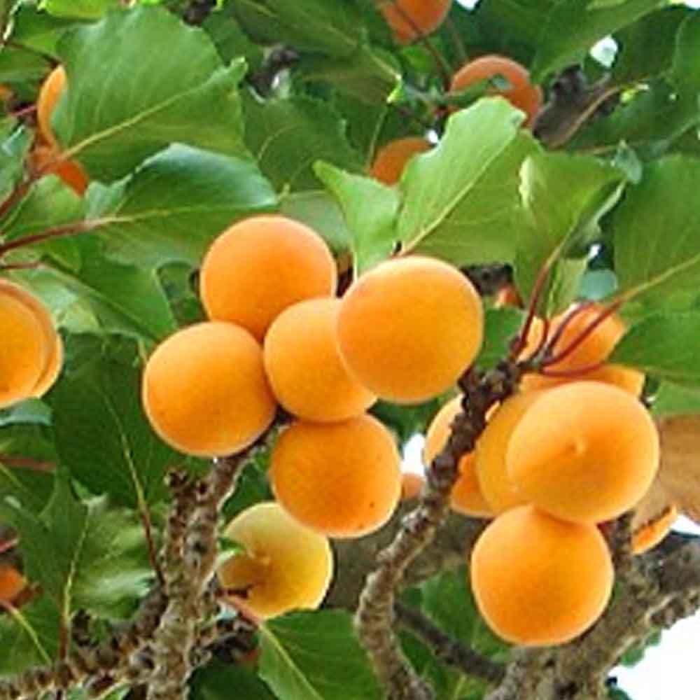 Golden Glow Apricot fruits