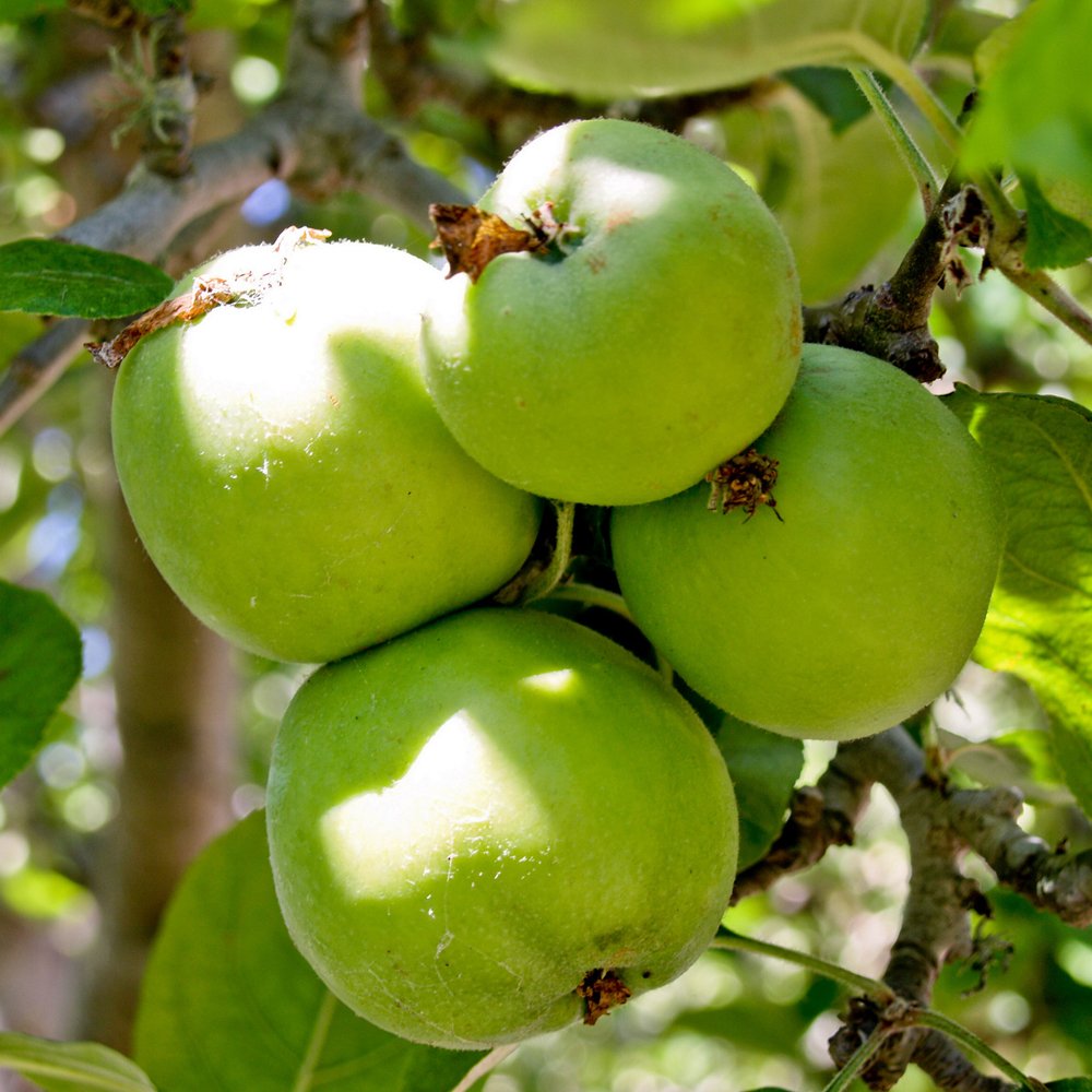 Malus domestic Granny Smith apples