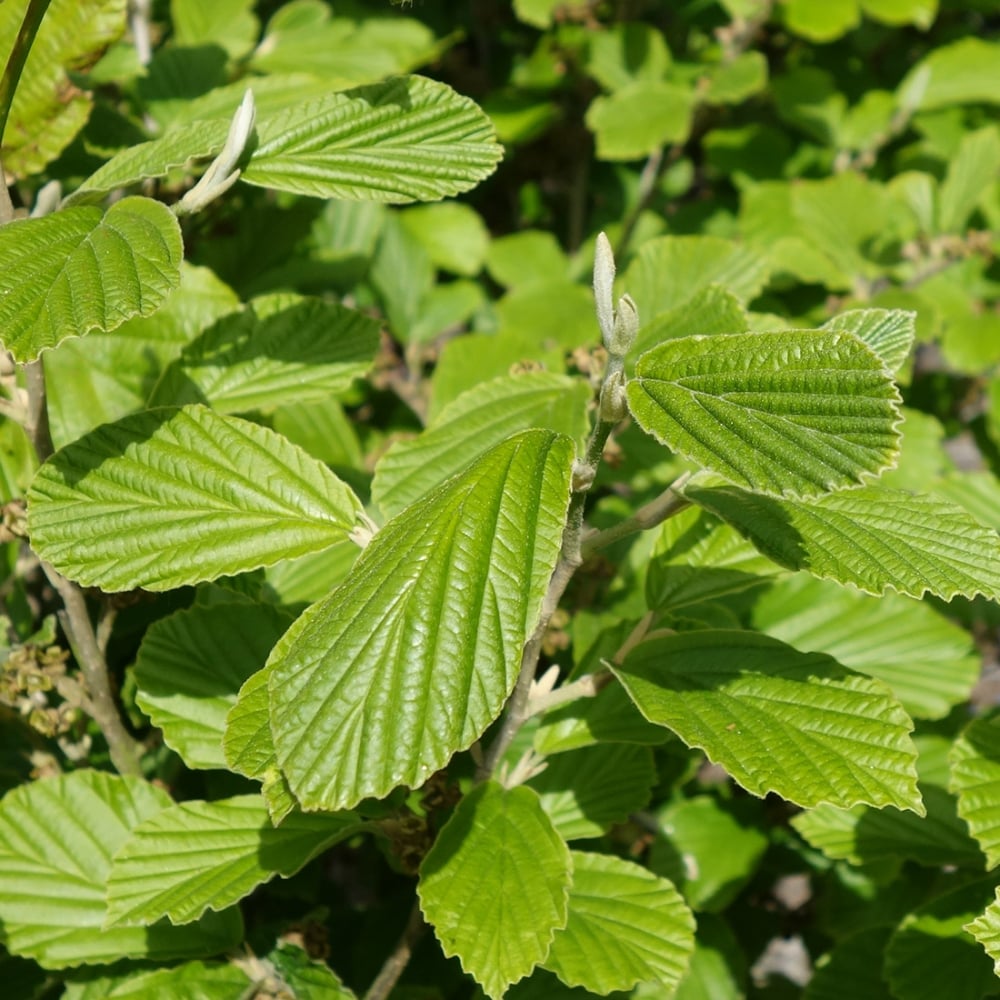 Hamamelis x intermedia 'Arnold Promise' summer leaves