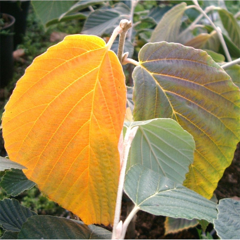 Hamamelis x intermedia 'Jelena' Witch Hazel leaves