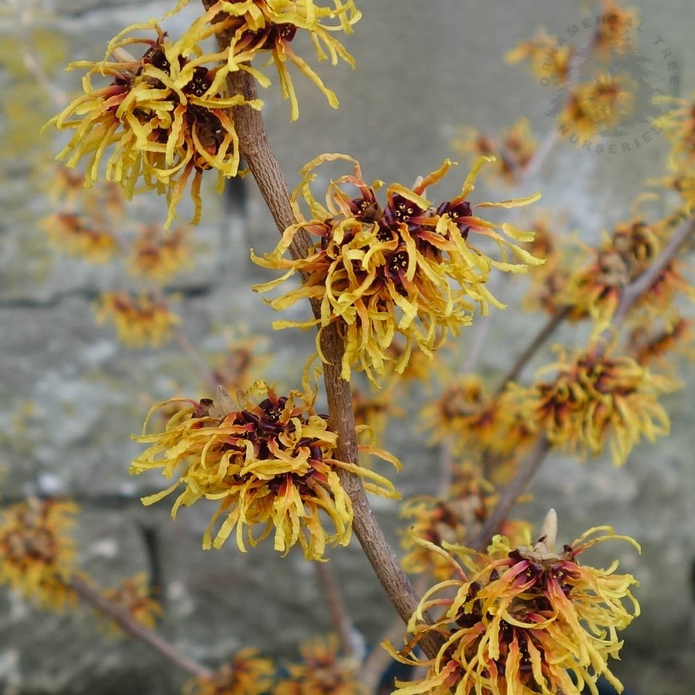 Hamamelis x intermedia 'Orange Beauty'