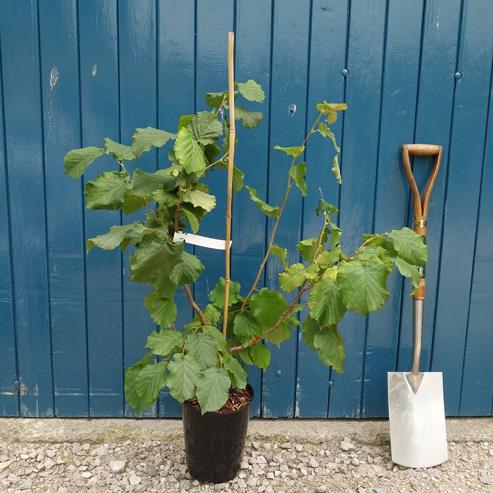 Corylus maxima 'Kentish Cob' hazelnut tree in 7L pot