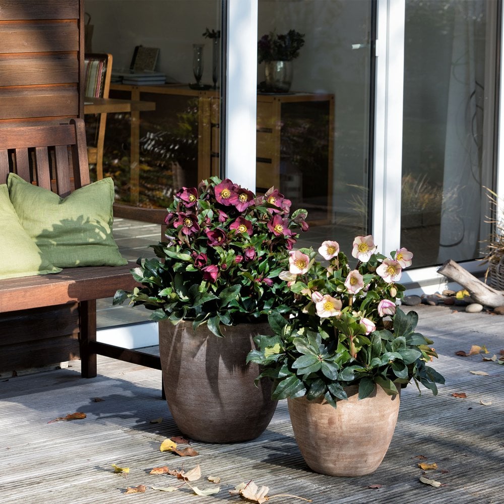 Helleborus Ice N Roses Picotee potted on a patio