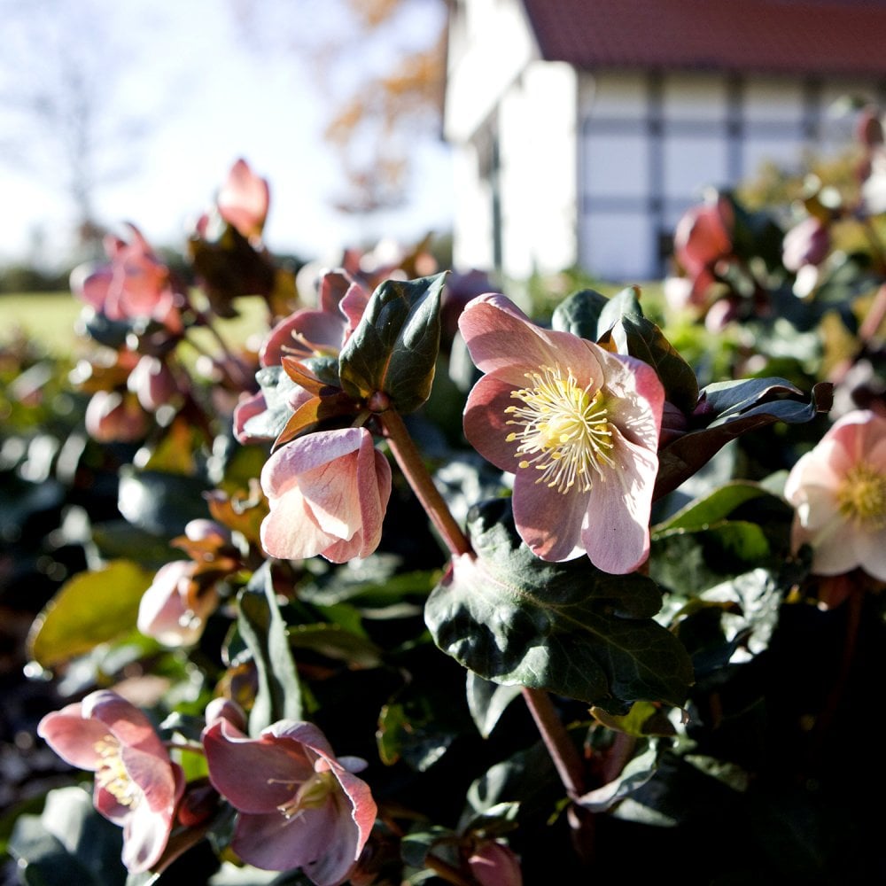 Helleborus HGC SR Maestro