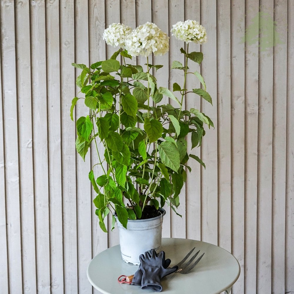 Hydrangea arborescens Strong Annabelle shrub in pot