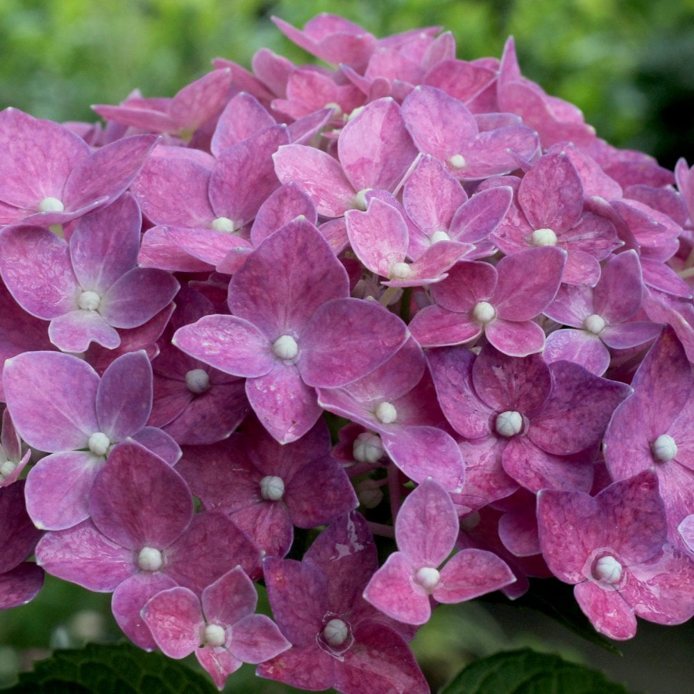Hydrangea macrophylla 'Deep Purple Dance'